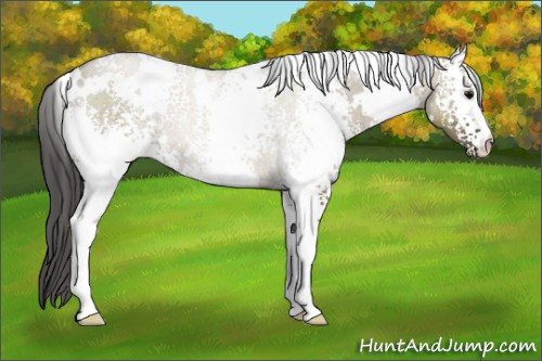 Horse Color:White Spotted Smoky Grullo