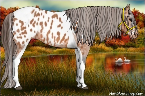 Horse Color:Bay Splash Tobiano Near Leopard  Brindle