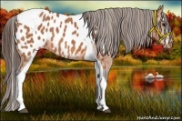 Horse Color:Bay Splash Tobiano Near Leopard  Brindle