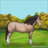 Horse Color:Amber Champagne 