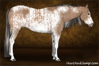 Horse Color:Silver Bay Dun Sabino Tobiano Frame Rabicano  and Bay Dun Sabino Tobiano Frame Rabicano 