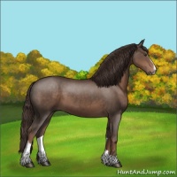 Horse Color:Liver Chestnut Sabino