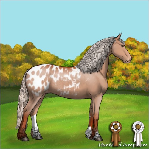 Horse Color:Silver Bay Appaloosa Rabicano