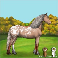 Horse Color:Silver Bay Appaloosa Rabicano 