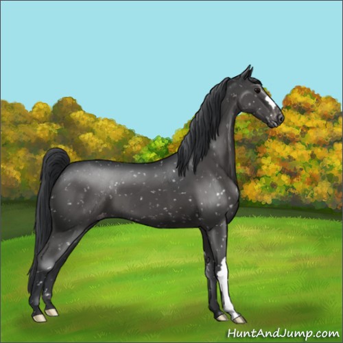 Horse Color:Black Appaloosa