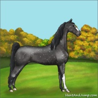 Horse Color:Black Appaloosa 