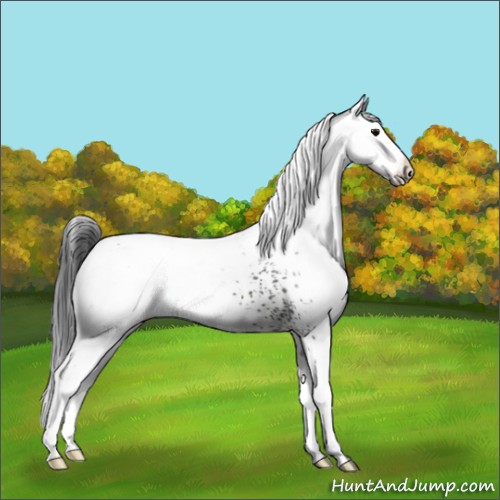 Horse Color:White Spotted Black Appaloosa 