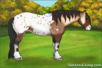 Horse Color:Bay Onyx Appaloosa