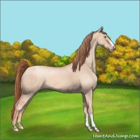 Horse Color:Gold Champagne Dun