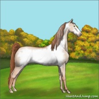 Horse Color:Gold Champagne Dun Frame 