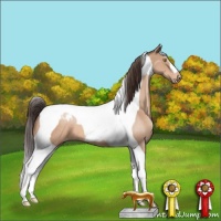 Horse Color:Sable Champagne Tobiano Appaloosa