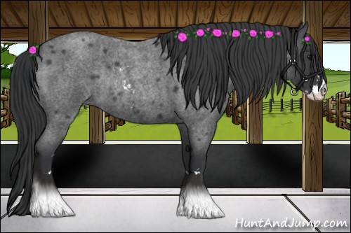 Horse Color:Blue Roan Sabino Rabicano 