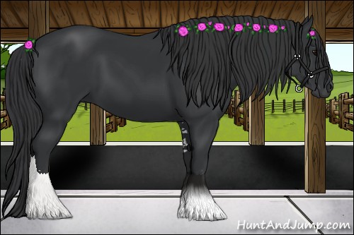 Horse Color:Black Sabino 
