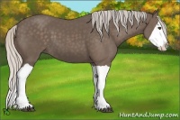 Horse Color:Silver Black Splash