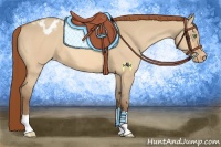 Horse Color:Amber Cream Champagne Dun Appaloosa 