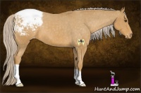 Horse Color:Palomino Snowcap
