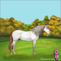 Horse Color:Amber Cream Champagne Dun Appaloosa 