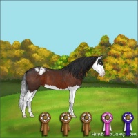 Horse Color:Brown Splash Appaloosa 