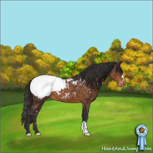 Horse Color:Buckskin Appaloosa