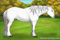 Horse Color:White Spotted Liver Chestnut Appaloosa 