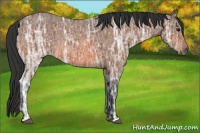 Horse Color:Bay Ice Roan 
