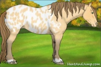 Horse Color:Amber Cream Champagne Roan Appaloosa 