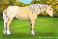 Horse Color:Palomino Appaloosa 