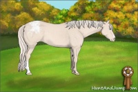Horse Color:Cremello Appaloosa