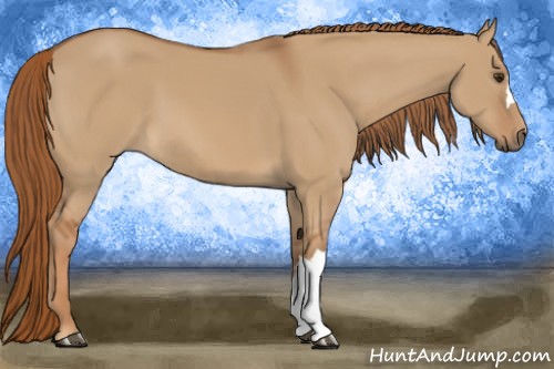 Horse Color:Red Dun 