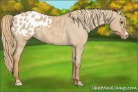 Horse Color:Red Dun Appaloosa 