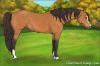 Horse Color:Buckskin Sabino 