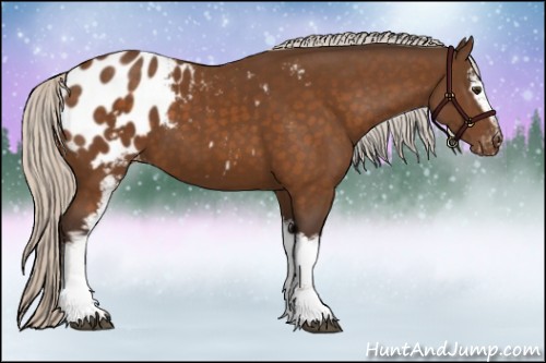 Horse Color:White Spotted Silver Buckskin Appaloosa