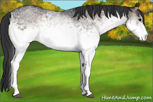 Horse Color:White Spotted Blue Onyx Roan 