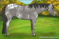 Horse Color:Grullo Ice Sabino Appaloosa 