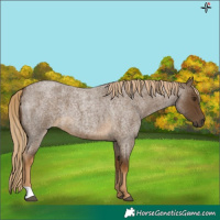 Horse Color:Chocolate Palomino Roan 