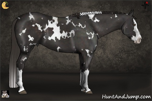 Horse Color:White Spotted Liver Chestnut Splash 