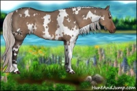 Horse Color:White Spotted Silver Grullo 