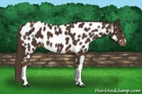 Horse Color:Liver Chestnut Near Leopard 