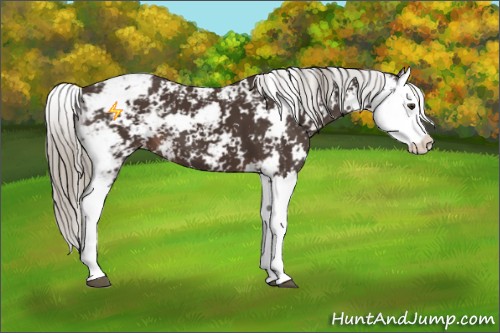 Horse Color:Liver Chestnut Sabino Splash