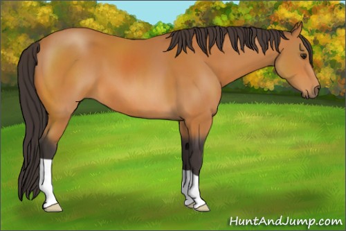 Horse Color:Buckskin 