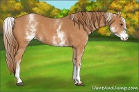 Horse Color:White Spotted Chestnut 