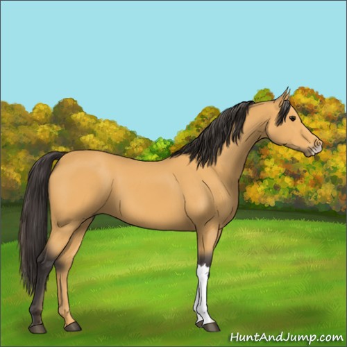 Horse Color:Buckskin 