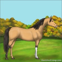 Horse Color:Buckskin 