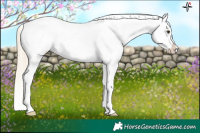 Horse Color:Chocolate Palomino Roan Frame Appaloosa