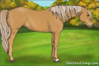 Horse Color:Palomino 