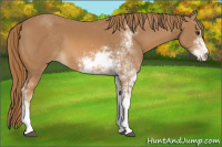 Horse Color:Chestnut Sabino 