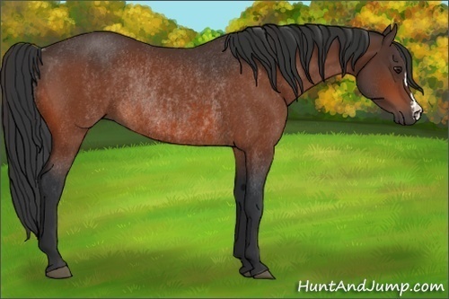 Horse Color:Bay Rabicano  and Brown Rabicano 