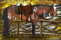 Horse Color:White Spotted Bay 