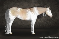 Horse Color:White Spotted Brown Dun Sabino Rabicano