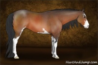 Horse Color:Bay Sabino 